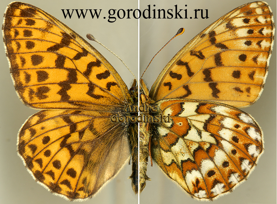 http://www.gorodinski.ru/nymphalidae/Clossiana tritonia elatus.jpg